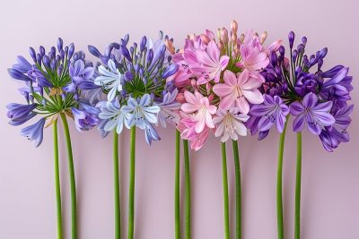 Les actions essentielles d'octobre pour une explosion de fleurs chez les agapanthes l'année suivante